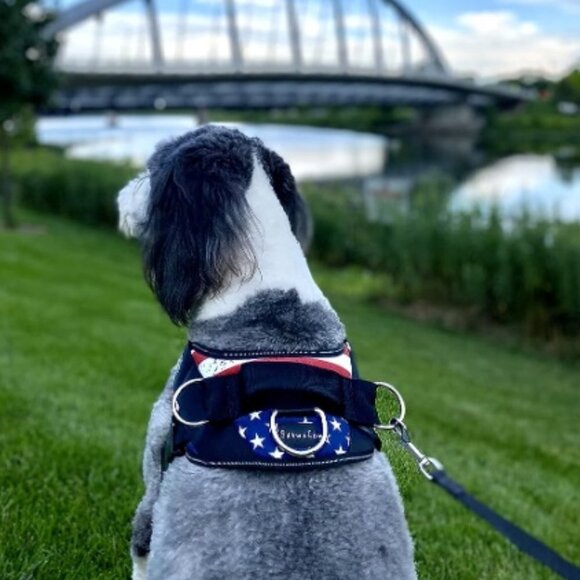 No-Pull Pet Vest with 3 Leash Clips, No Choke, Reflective, Adjustable and Padded - Picture 2 of 9